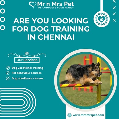 Are You Looking For Dog Training in Chennai